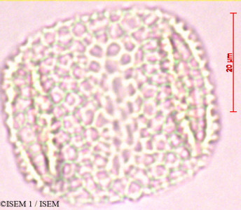Eleutheranthera ruderalis - lame n° 23400